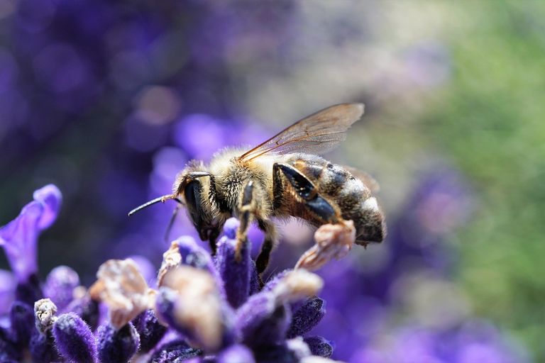 Biene auf Blüte