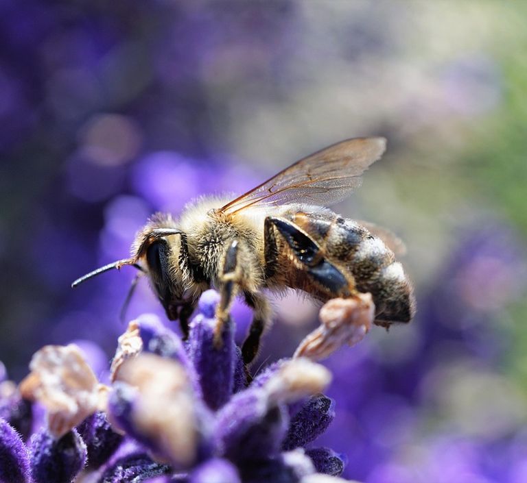 Biene auf Blüte