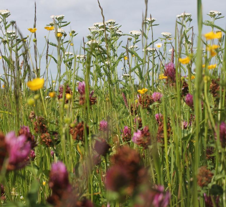 Biene auf Blüte