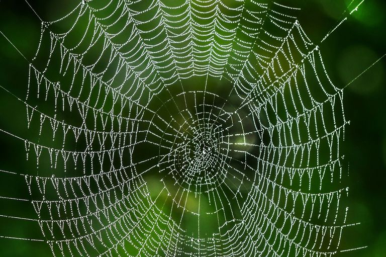 Spinnennetz