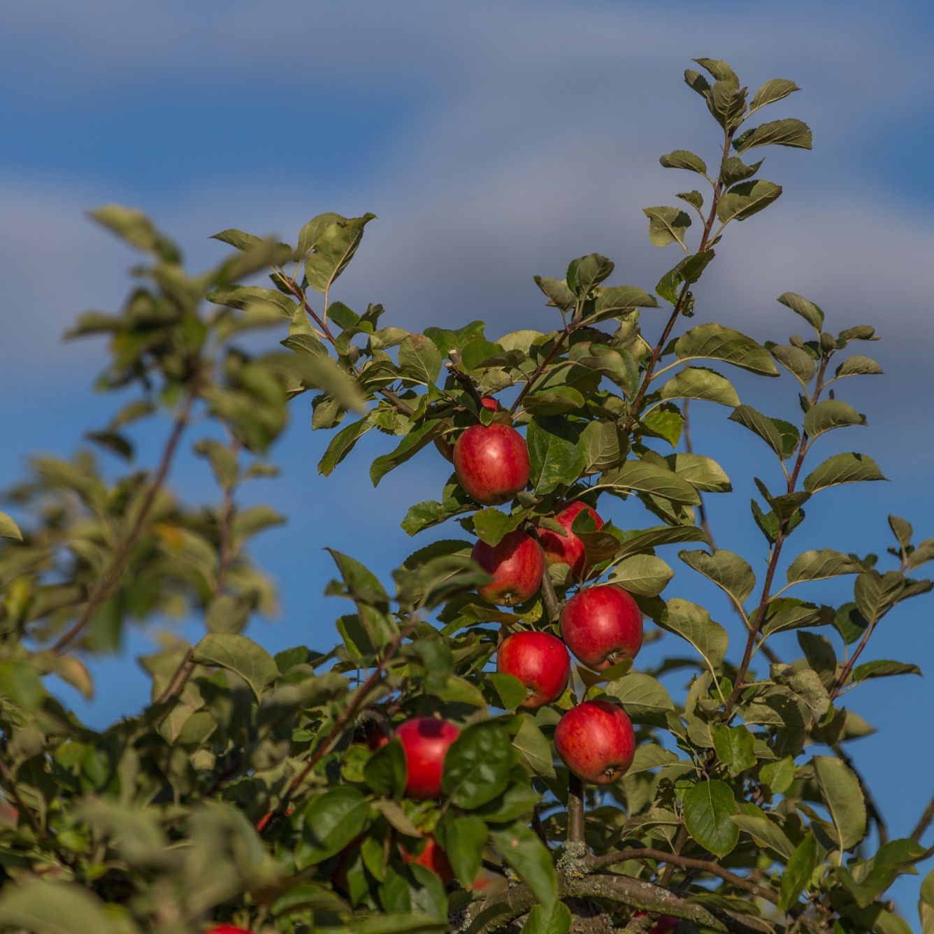 Apfelbaum